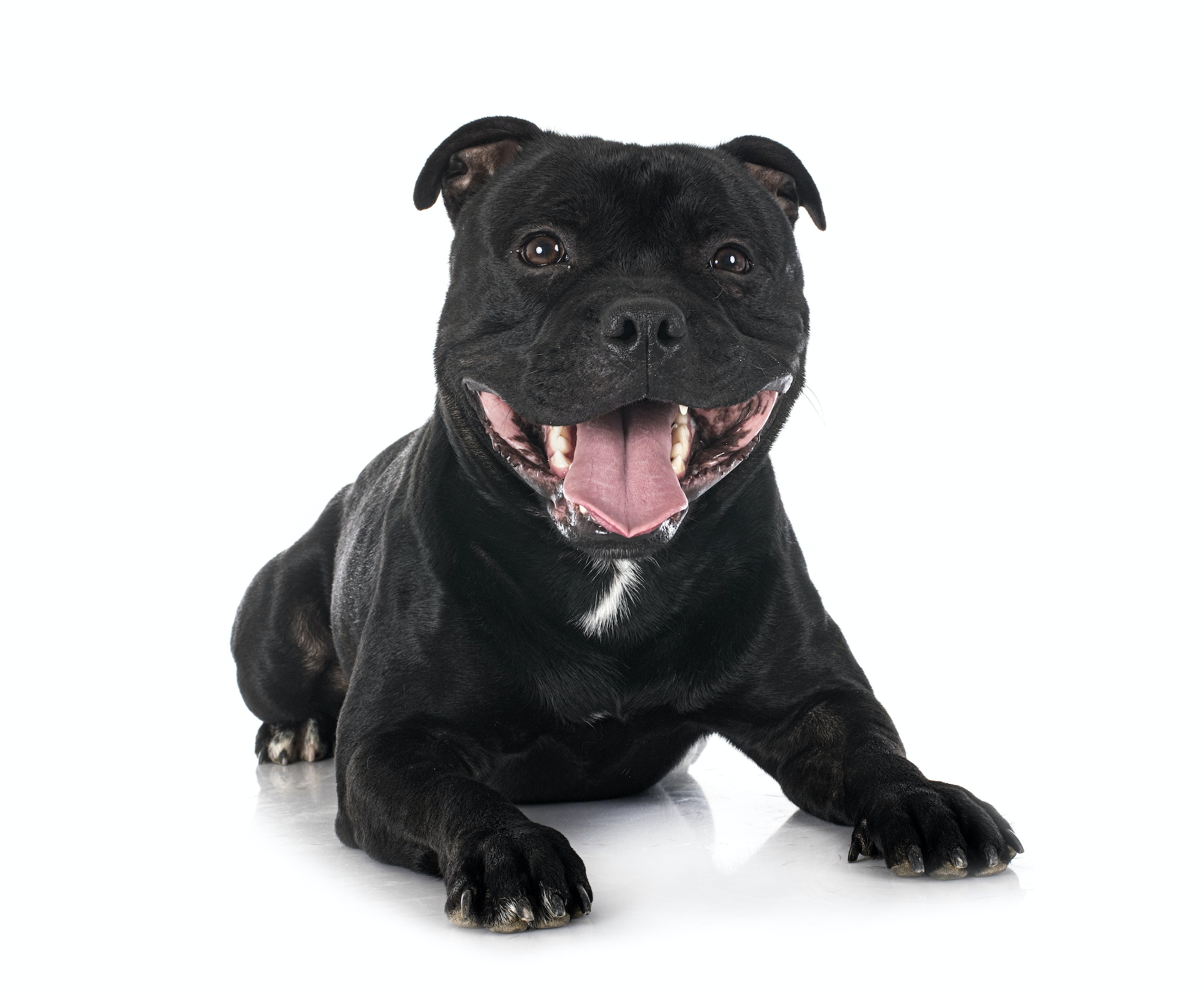 staffordshire bull terrier