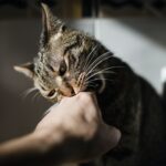 Tabby cat biting hand of owner