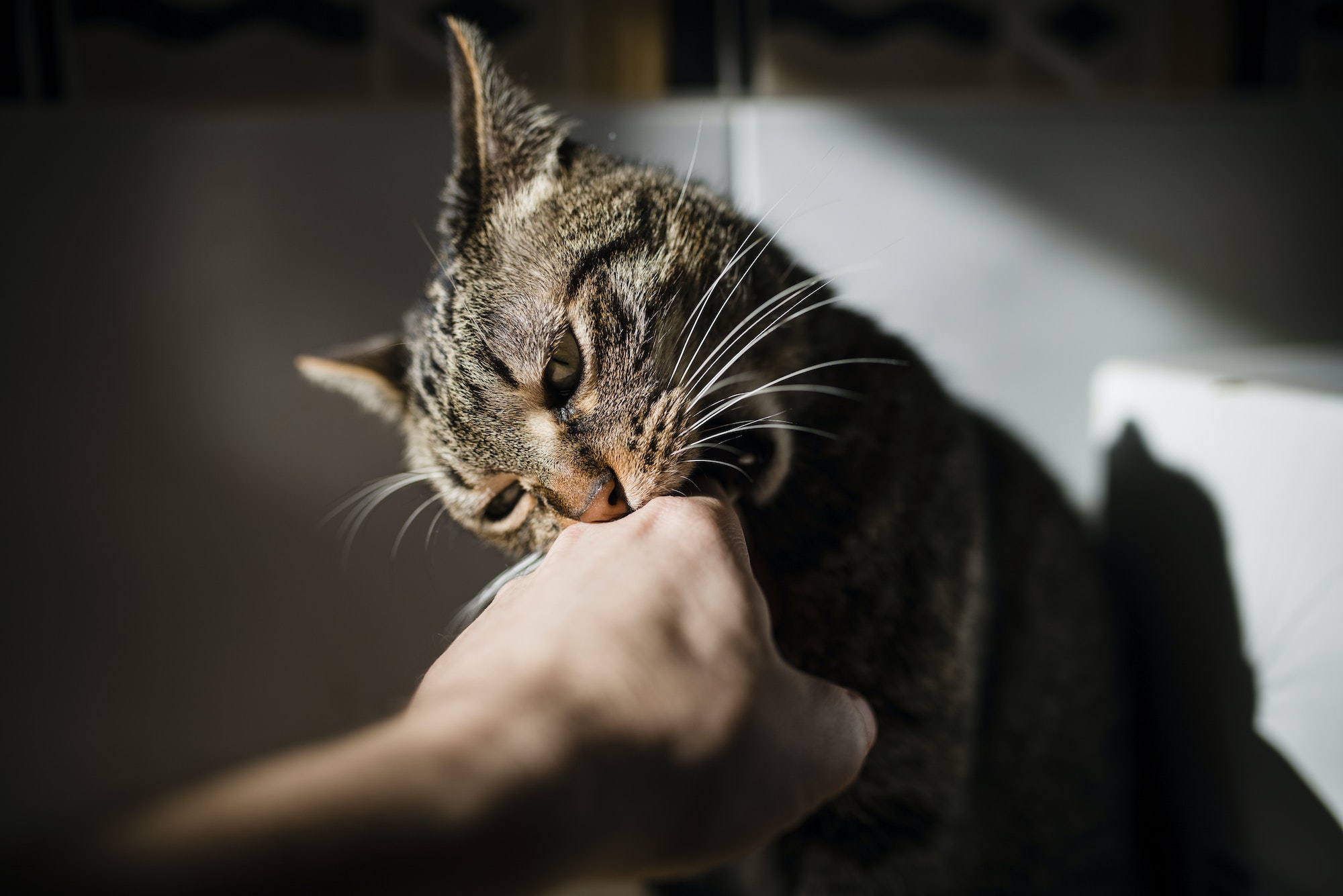 Tabby cat biting hand of owner