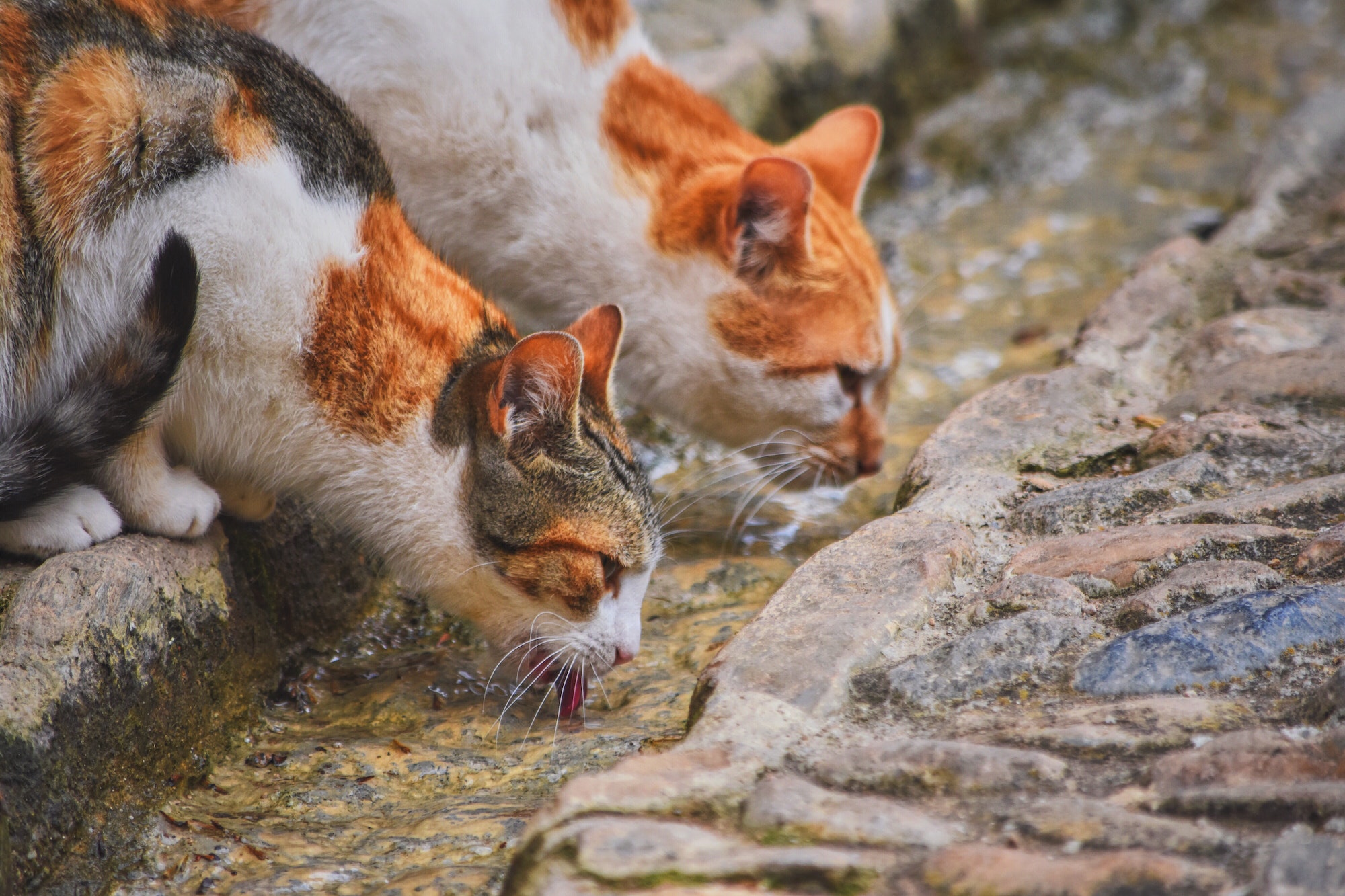 Two cats drinking water