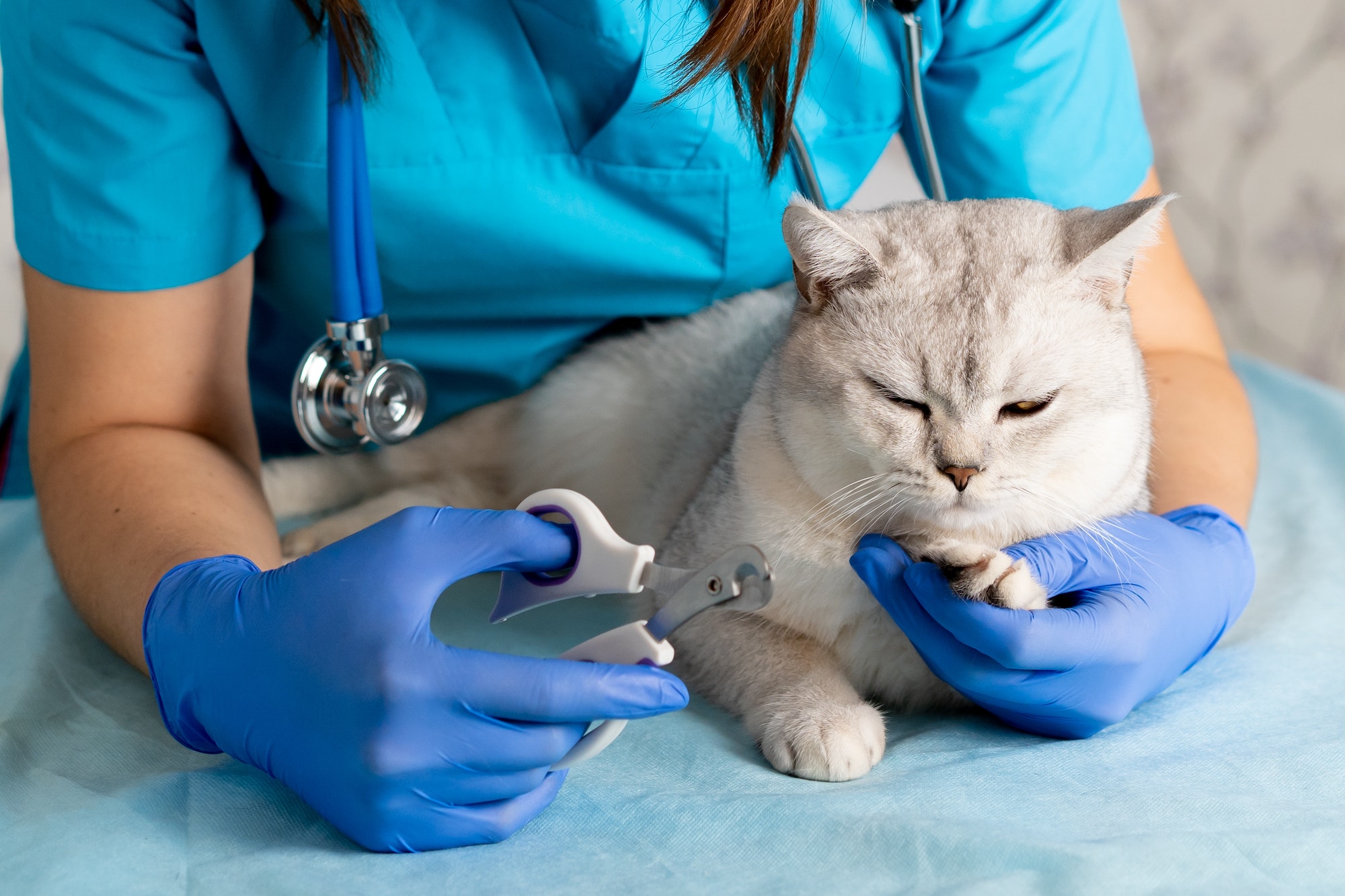 Veterinary medicine, animal care, cat claw cutting