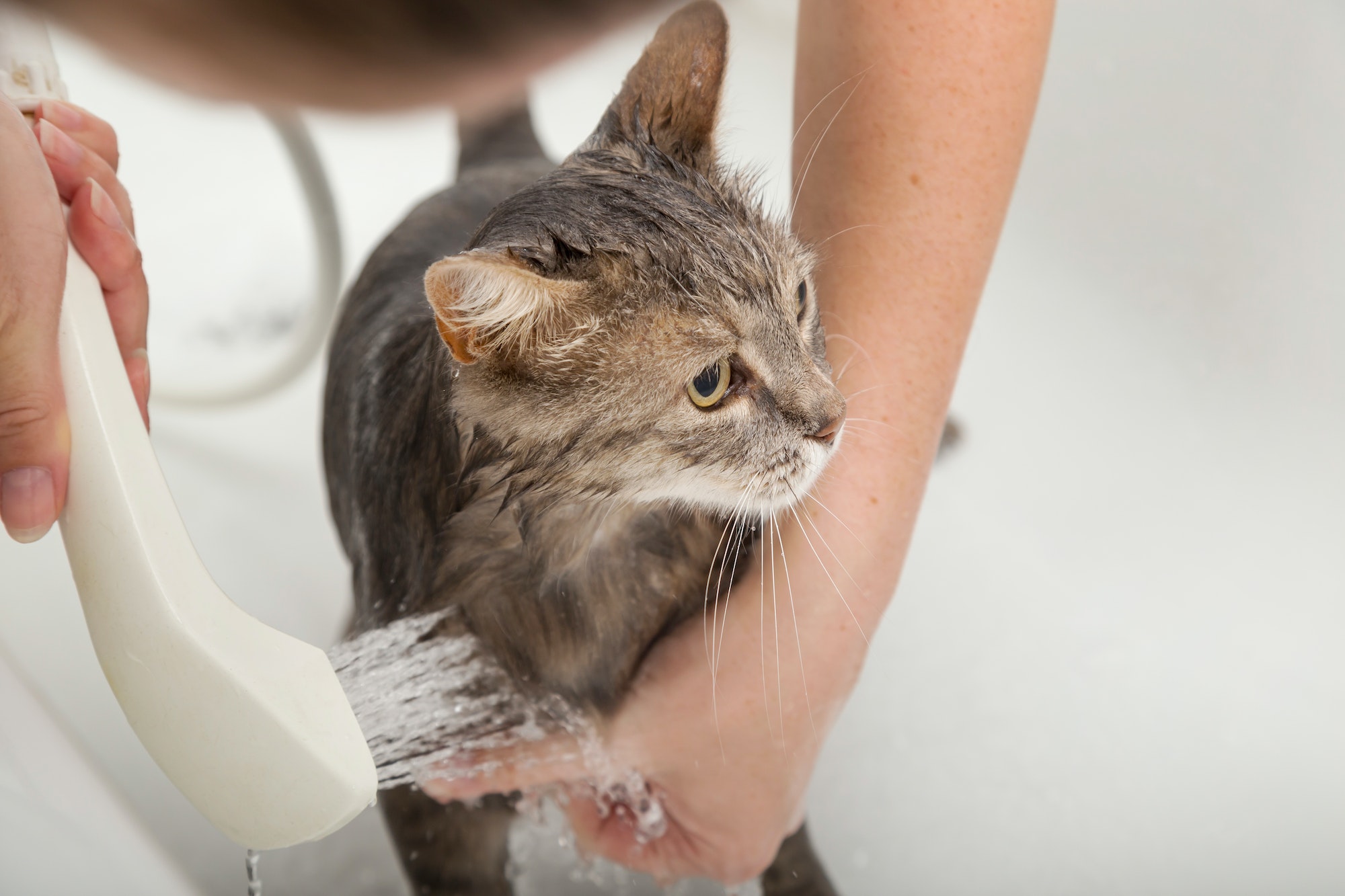 Washing the cat