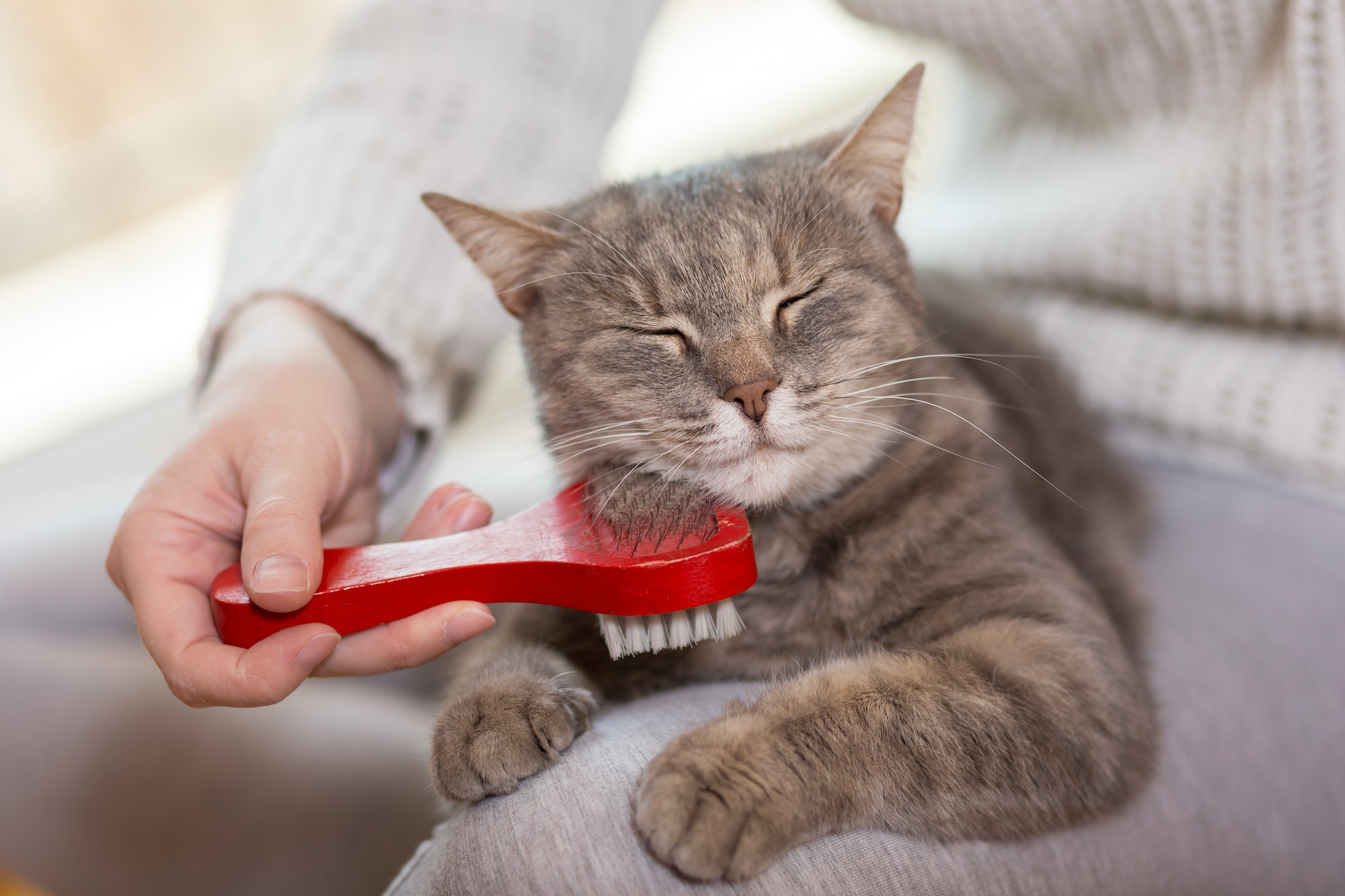 Woman combing pet cat