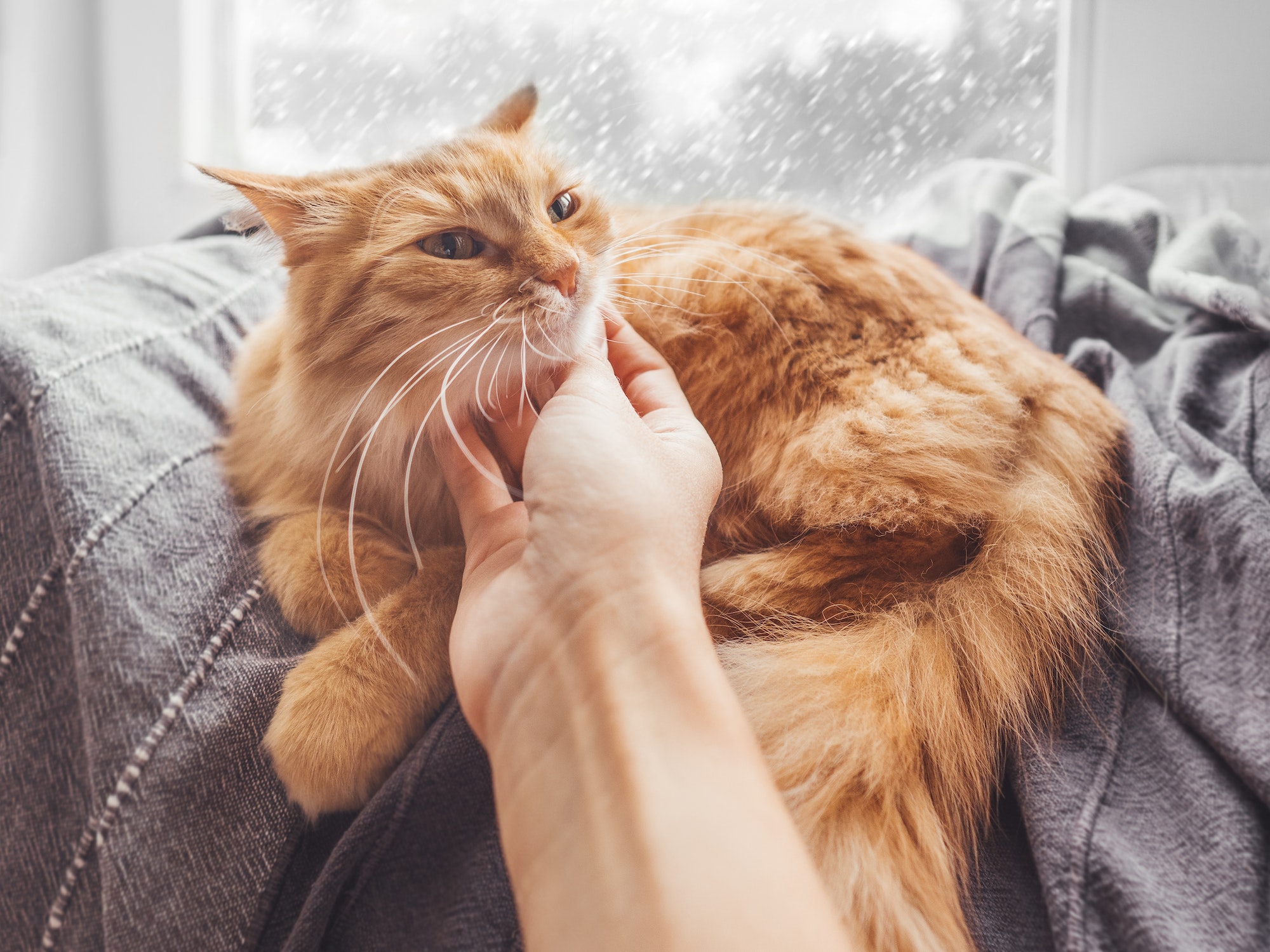 Woman strokes cute ginger cat lying on blanket on window sill. Fluffy pet purrs with pleasure.