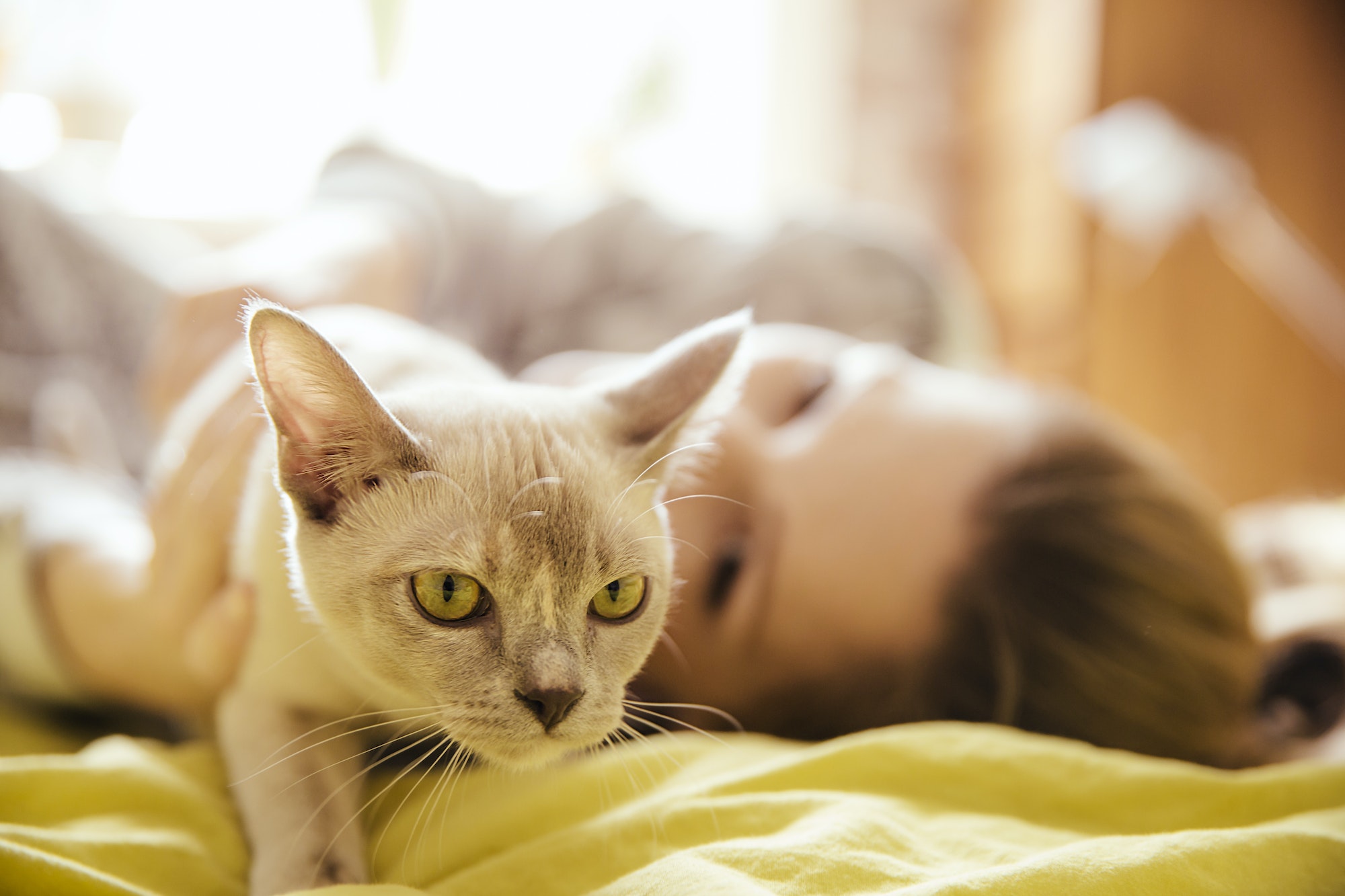 Woman with Burmese cat at home