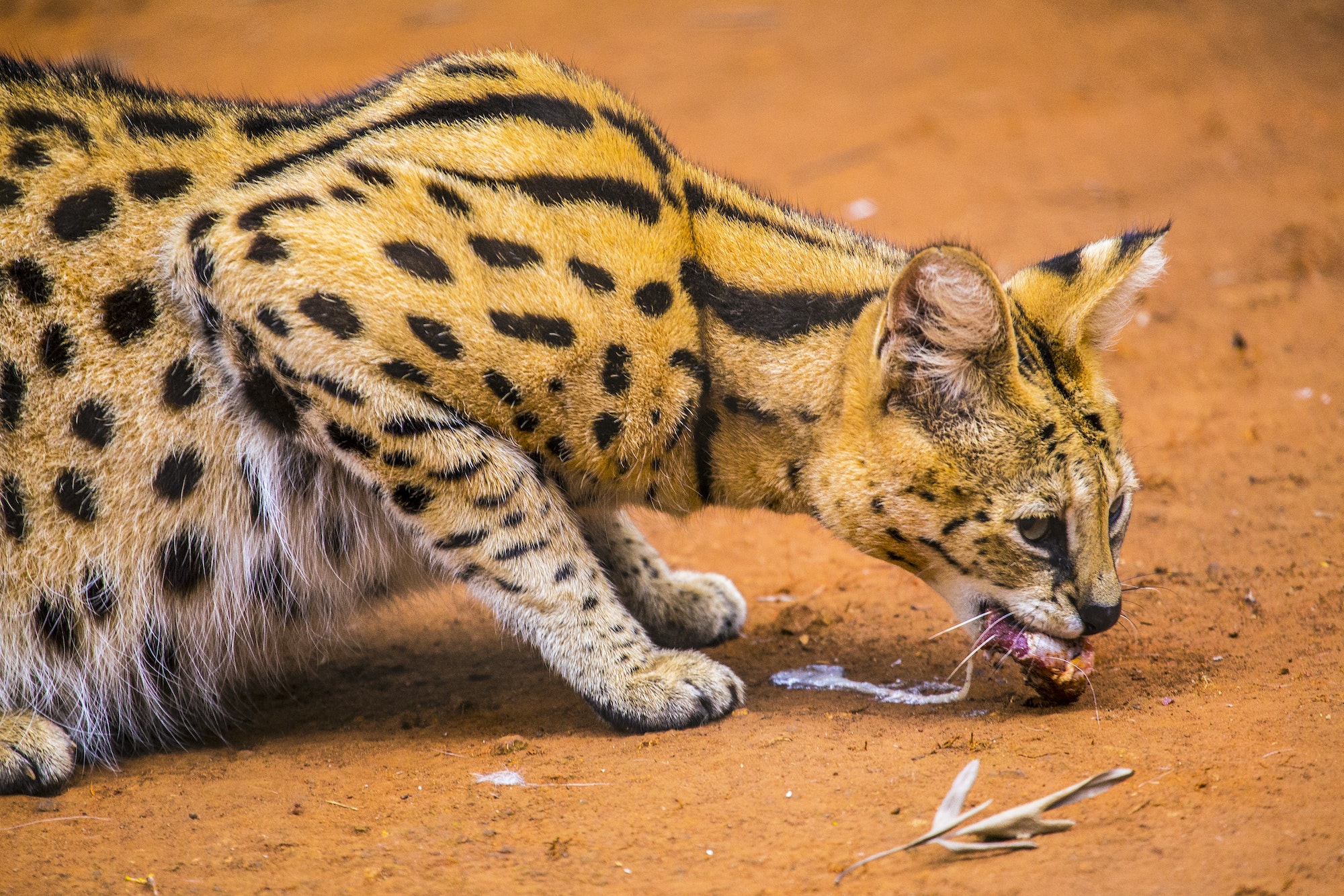 A wild Masai Mara cat eating at the Nairobi Orphanage, Kenya